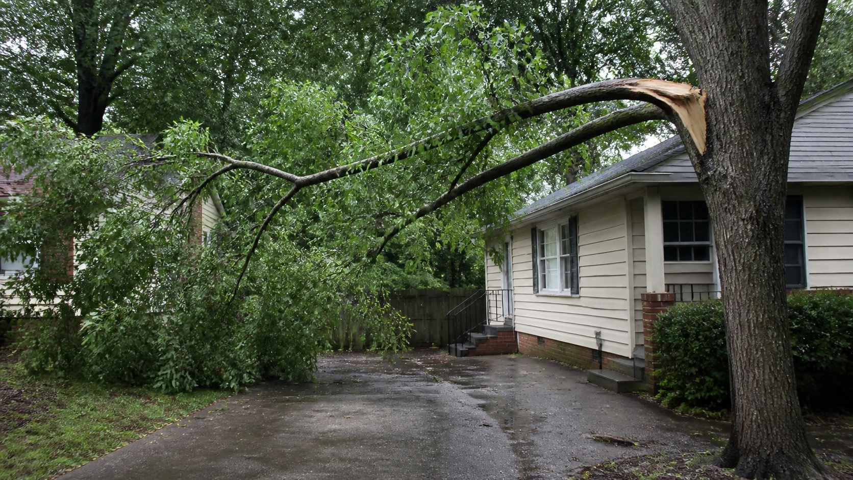 Tree & Fallen Limb Problems in a Richmond Rental: What to Report